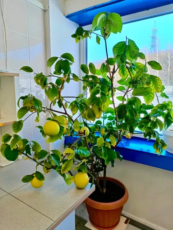 Лимоны среди зимы спеют в лаборатории Бурейской ГЭС