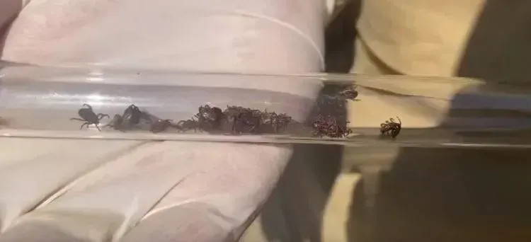 Клещи проснулись в Амурской области, 21 марта отловили первых кровососов