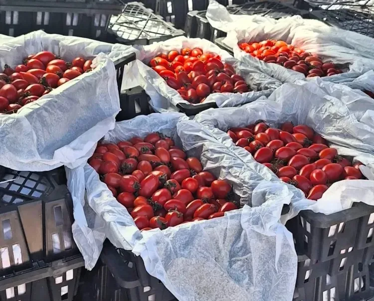 Партию помидоров из Китая сожгут в Приамурье