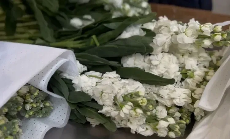 Зараженные хризантемы не допустили к ввозу в Приамурье из Китая