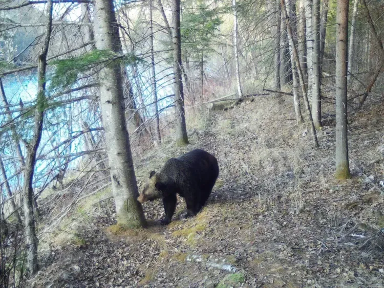 Медведи проснулись и прогуливаются по Норскому заповеднику