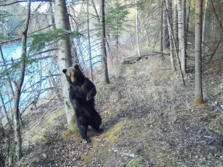 Медведи проснулись и прогуливаются по Норскому заповеднику