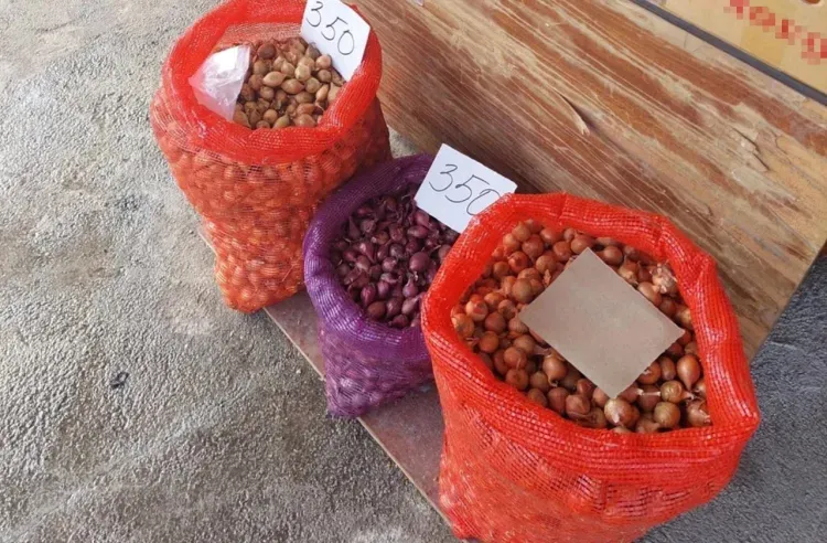 Лук-севок привлек внимание инспекторов Россельхознадзора