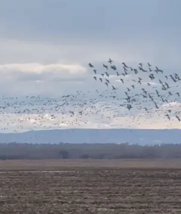 Многочисленную стаю гусей заметили в Тамбовском округе