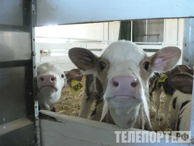 Вакцинацию от сибирской язвы в Приамурье прошли лошади, олени и рогатый скот