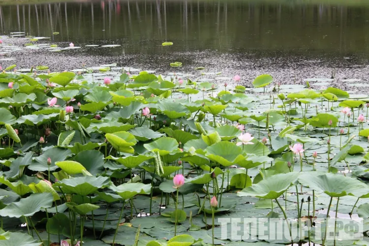 Сезон цветения лотосов открыли на известном амурском озере