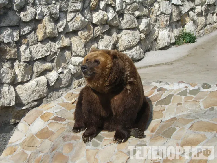 Люди, прикормившие медведя в Приамурье, боялись выходить из помещений