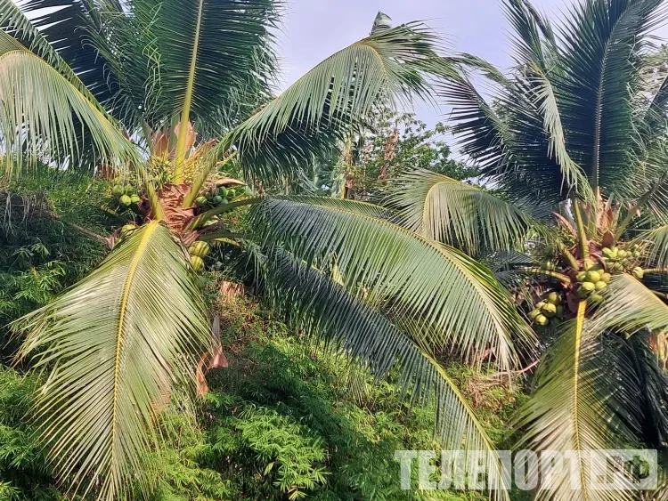 Стоимость путевок в Египет на ноябрьские праздники назвали россиянам