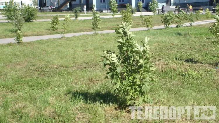 Липы и бересклеты в память о героях высадят в Благовещенске