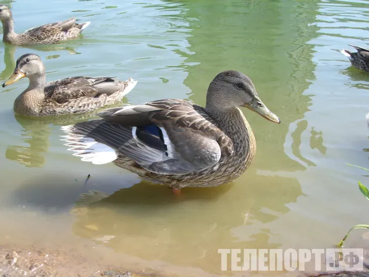 Случаи "перестрела" фиксировались во время охоты на птиц в Приамурье 