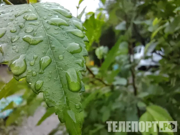 Сильные дожди с грозами накроют юг Амурской области