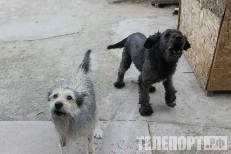 Чипировать собак в Приамурье будут по единому тарифу