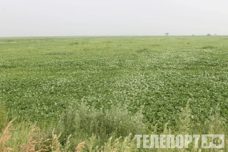 Участок земли с превышенной "нормой" получил арендатор в Приамурье