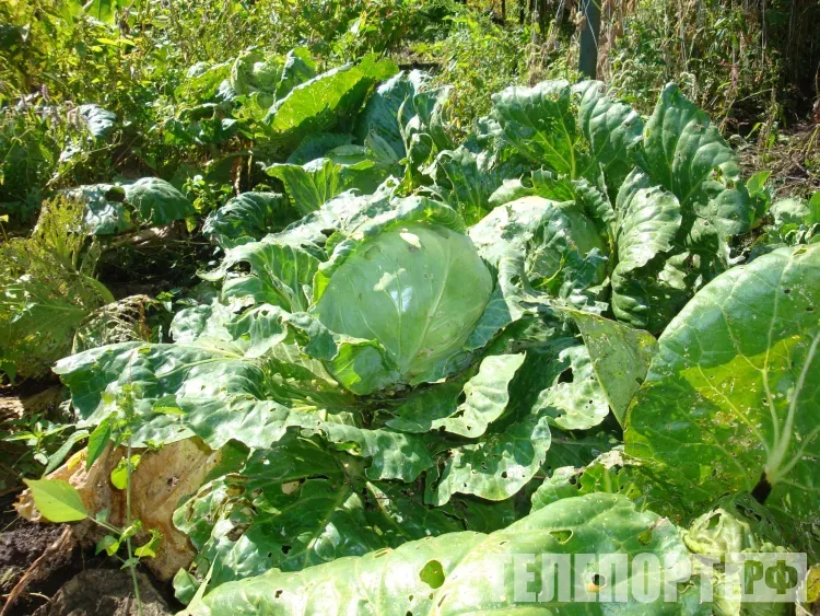 Пантелеймон Целитель, Пантелеймон Кочанный: «Кто на Палия работает, у того гроза спалит хлеб»