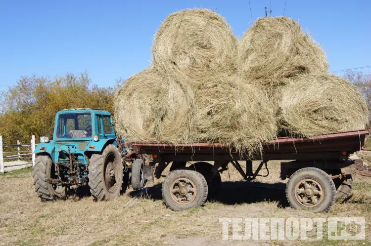 Авдотья Малиновка, Огуречница, Сеногнойка: «В долгах не деньги, в копнах не сено»