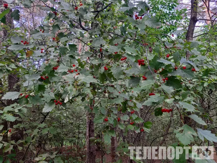 Небольшая облачность, преимущественно без осадков в Амурской области 20 августа