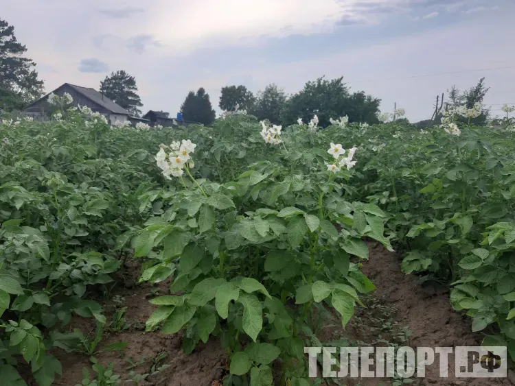 Госпомощь на ведение личного подсобного хозяйства получили более 100 амурчан