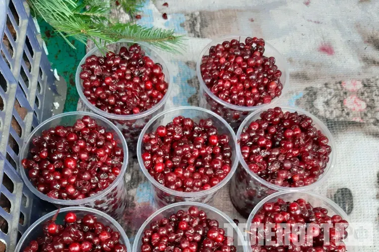 Луп Брусничник: «На Лупа лен лупится»