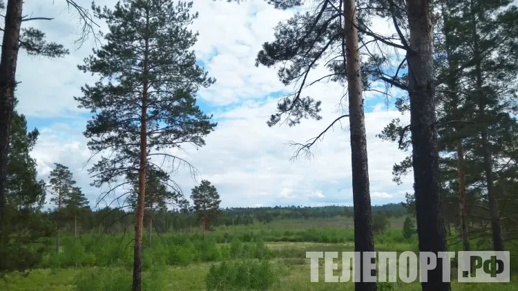 На браконьерской охоте в Приамурье застрелен человек