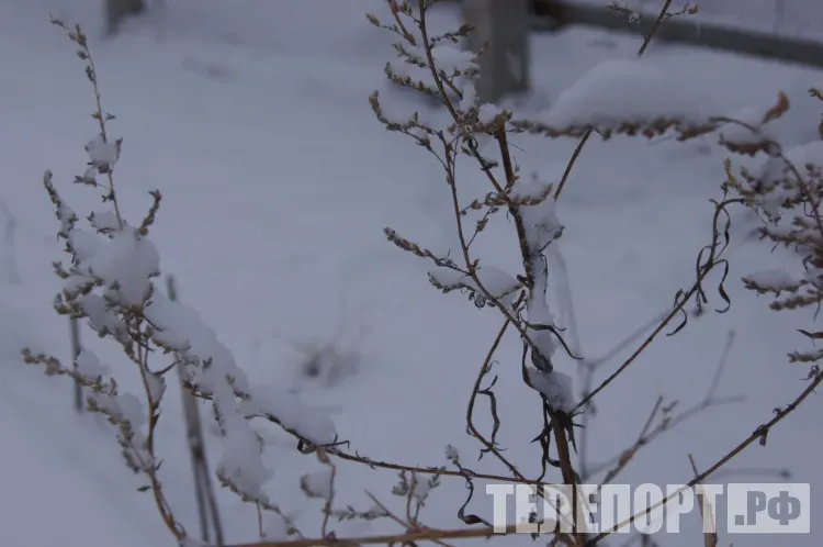 На Трифона и Пелагею хозяйки проверяли шубы и рукавицы