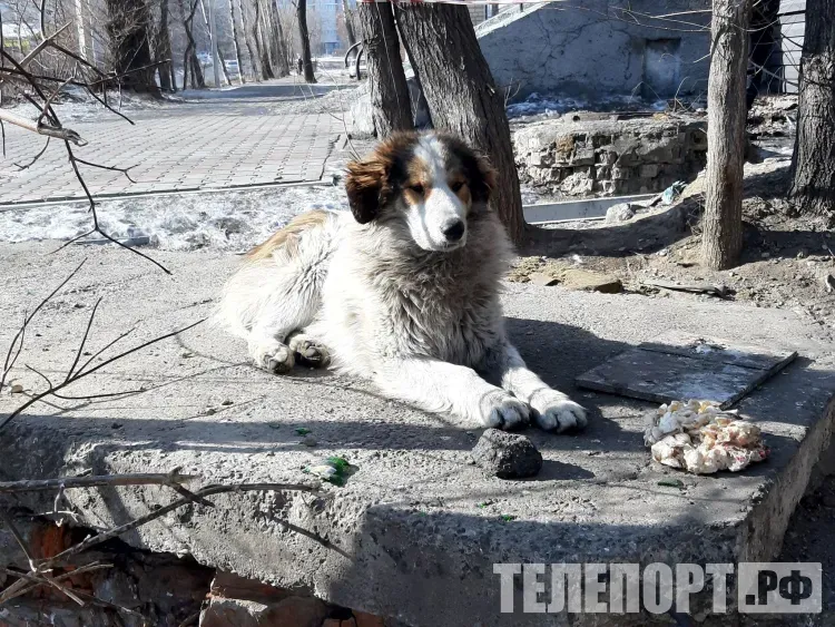 В приюты Приамурья в этом году попали 1900 бездомных собак