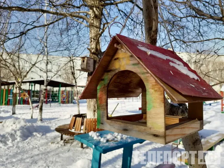 Кормушки для птиц предлагают установить во дворах по всей стране