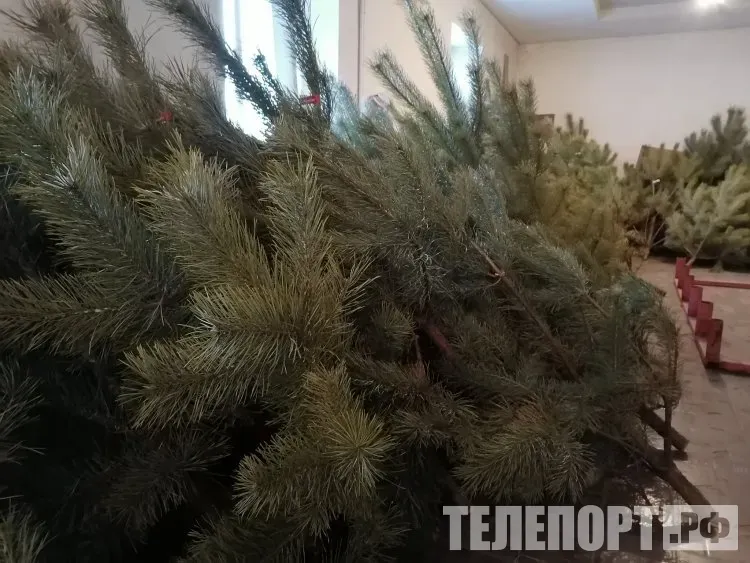 Рейды по незаконным елочным базарам проводят в Благовещенске