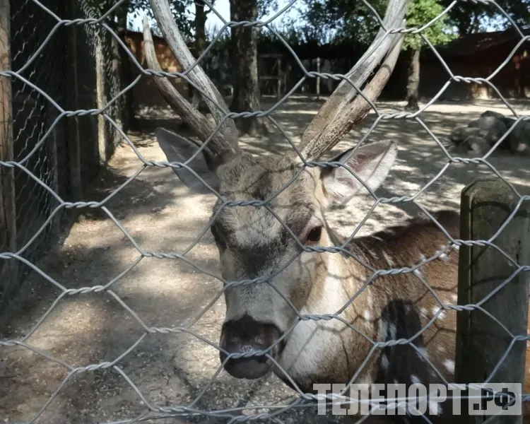 Катание в оленьей упряжке устроят для детей в Тынде
