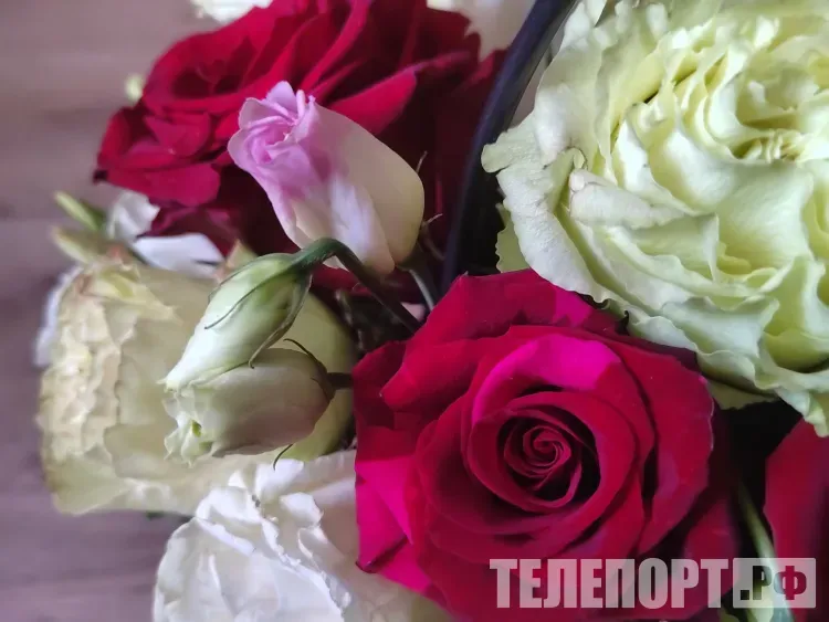 Новый сорт роз в России посвятят великому писателю