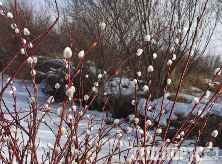 Прокоп Перезимний, Дорогорушитель: появились подснежники - пора начинать пахоту