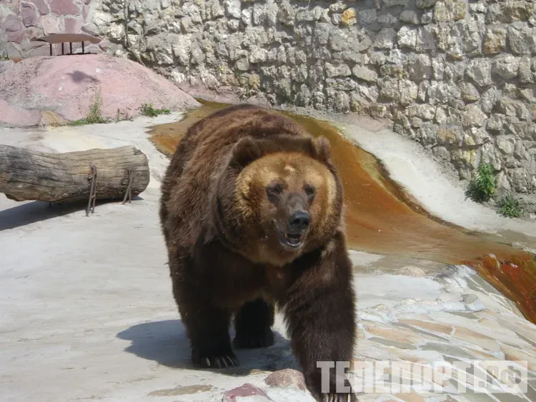 Евтропиев день: прилетели скворцы - к урожаю зерновых