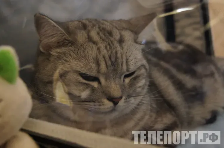 Мошенники переключились на владельцев животных