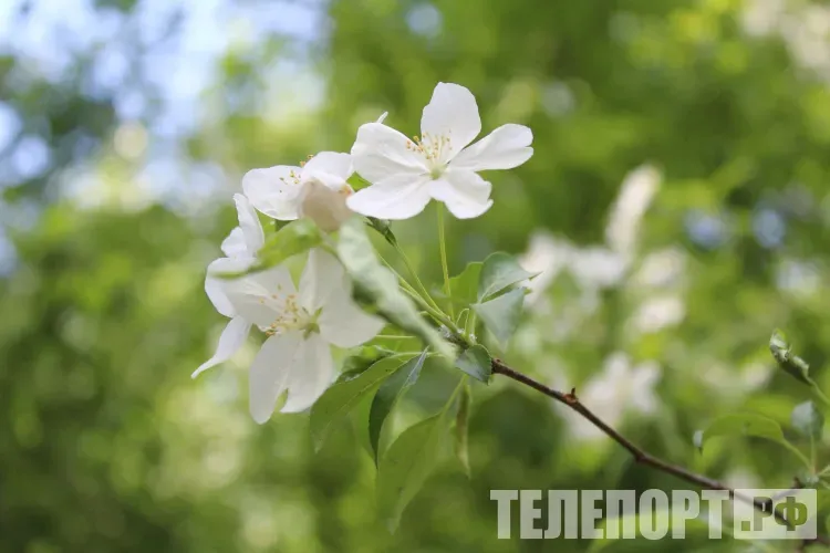 Пенсии, призыв, ипотека, сим-карты: жизнь россиян изменится с 1 апреля