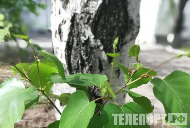 Иосиф Песнопевец, Ольховые смотрины: на березах уже висят сережки - к урожаю овощей, фруктов и зерновых